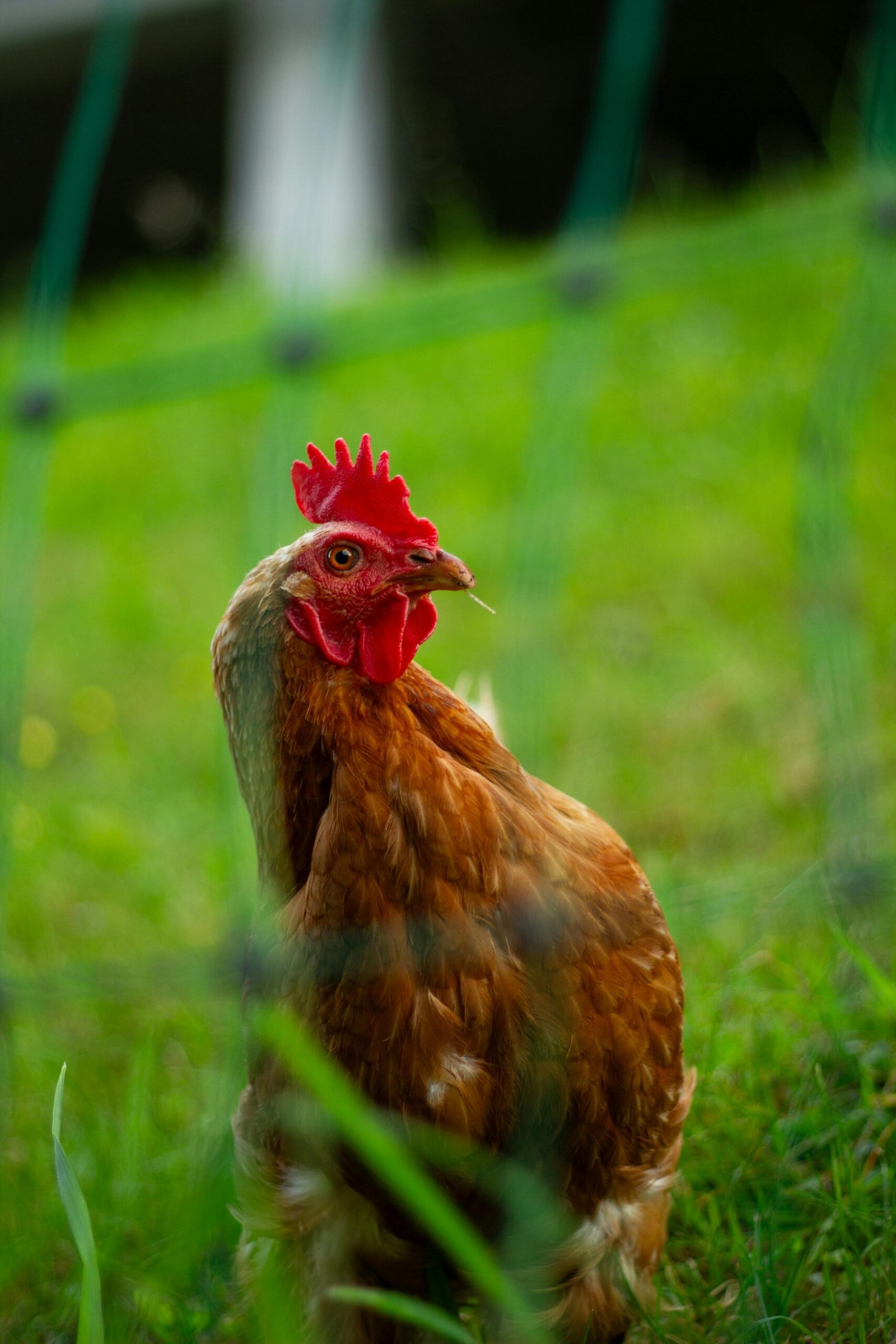 pexels-jona-scheuber-1283906658-24829078